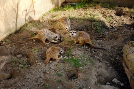 zoopark-zajezd3-male-surikaty-dostaly-jmena-riki-a-hugo-a-potom-behem-komentovaneho-krmeni-za-odmenu-i-dobroty